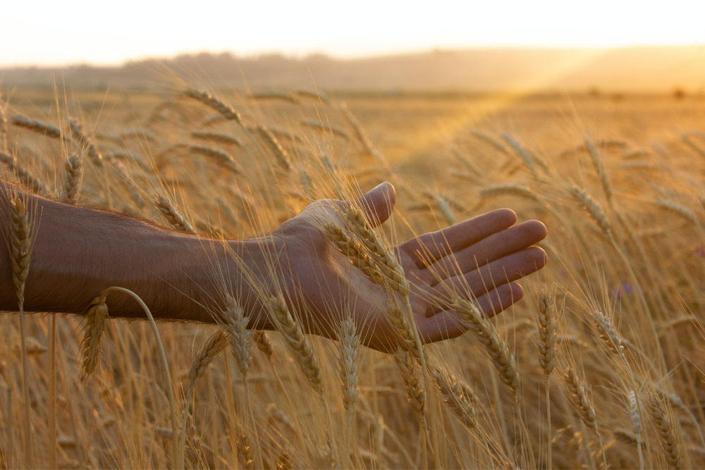 La vera storia del grano Creso | Stefano Manera Blog